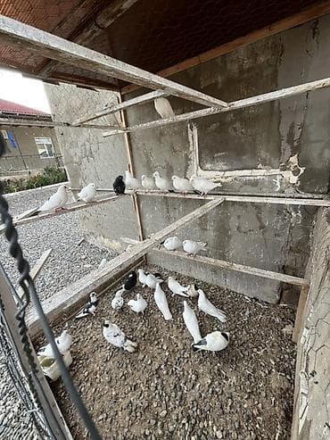 azerbaycanda it adlari: Qiymətdə razılaşma olacaq 30 quşdu Qüvvətli uçuşa və evə dönüş — 1