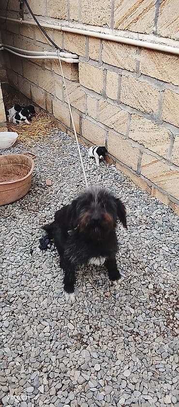 it xaski: Qara-ağ rəngli balaca it balaları - Cins: qarışıq (anası şəkillərdə — 2