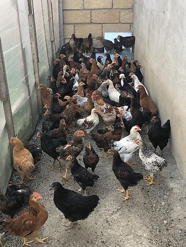 afcarka balasi erkey: Təbii yemlə bəslənən ev toyuqları satılır. Məhsulun xüsusiyyətləri: - — 5