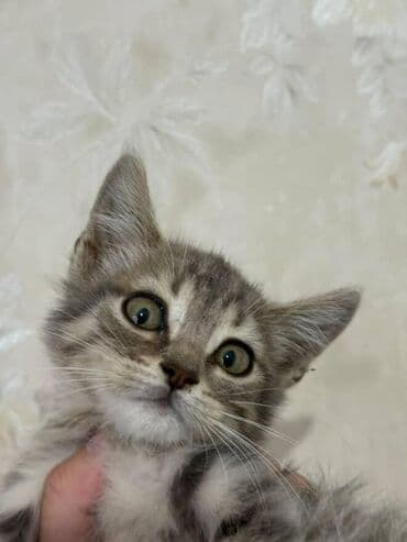 pişik paltarları: Amerikan Shorthair, Dişi, Yaxşı əllərə — 16