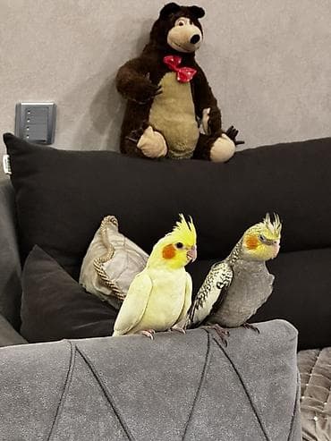 ucuz göyərçinlər: Ailə mühitinə və ilk quş sahibi üçün ideal, zərif və oynaq ev — 5