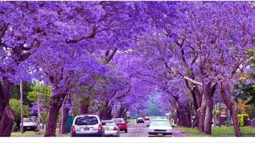 uzum tingləri: Paulownia (adem agaci) hal hazirda var 2 illik ağaclardı uzunlugu 3 — 4