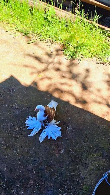 cane corso yavru: Cins göyərçin – bəzəkli “paxlava ayaq” (saçaq ayaqlı) tip — 2