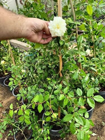 helba bitkisi faydaları: Qızıl güllər dipçək gülləri həmişə yaşıl kolları zəhmət olmasa — 5