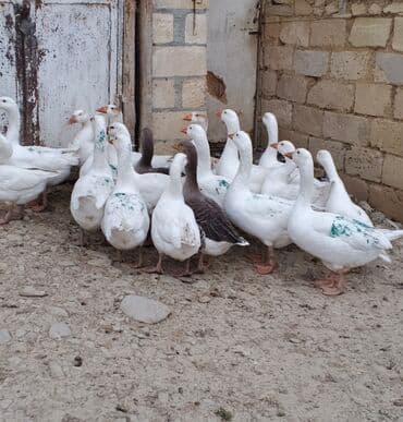 Qazlar satilir tecili 12 ededi hamisin alan olsa endirim olar diri — 2