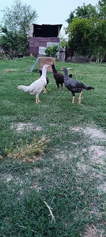 alman kurdu iti: Heyratı cuceler satilir qiymet birine ayitdi 2 ay yarimliq martin 21 — 3