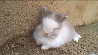 hamster kaç lira: Dovsan dişidir. Angoradir. 70 manata satilir.5 ayliqdir — 3