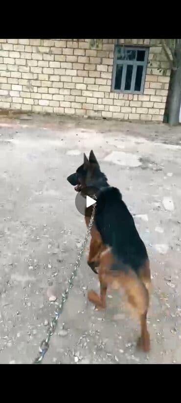 pitbull tap az: Немецкая овчарка, Самец, Самовывоз — 2