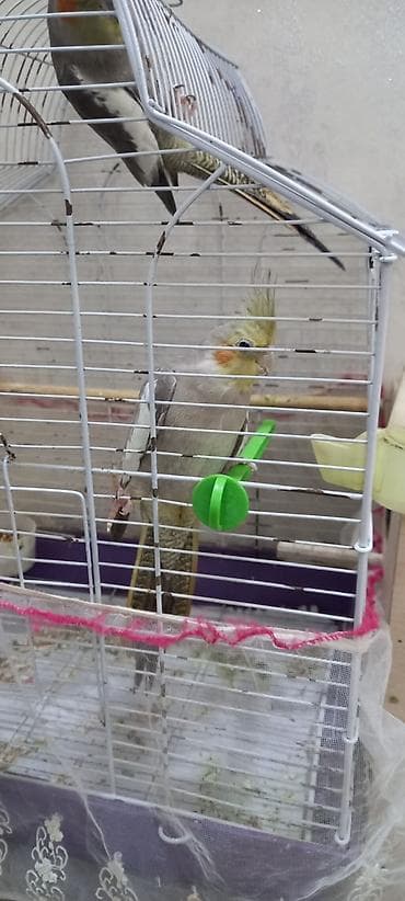 Nimfa tutuquşuları (cüt) - Növ: Nimfa (Cockatiel), daraqlı başlı