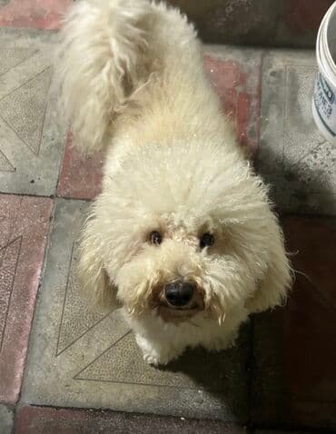 malta balonkası: Pudel — 1