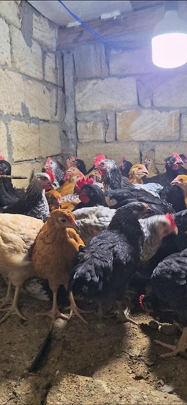 yumurtlayan toyuq: Salam Aleykum Tam Saglam 3 Ayliq Damazliq Çolpalarimiz Butun Vaksin — 3
