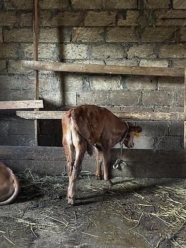 Təmiz erkək anqus dana satılır. 2 ayın içindədir. Süni mayalanmadan