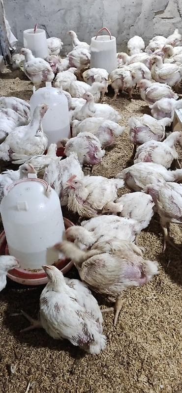 taksa iti satilir: Toyuq cücələri, Ətlik — 1