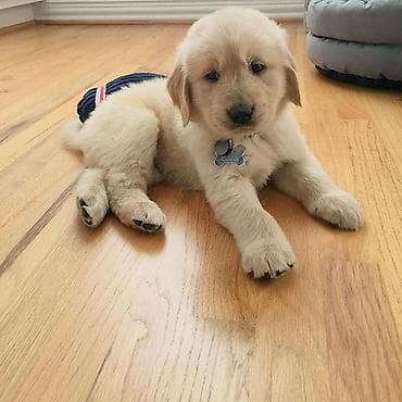 nemeski afcarka balasi: Retriever, 2 ay, Peyvəndli, Ünvandan götürmə — 4