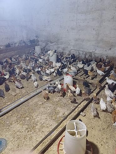 qaz cuceleri: Toyuq cücələri, Ətlik — 4