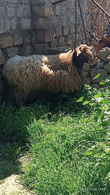 almaz qoyun: Qoyun – yerli cins, iri gövdəli - Qəhvəyi başlı, qalın və uzun yunlu — 4