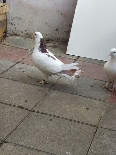 alabaxta quşu: Məhsul: Qənbər boyunlu rəngarəng ev göyərçini (bəzək və uçuş üçün) — 1
