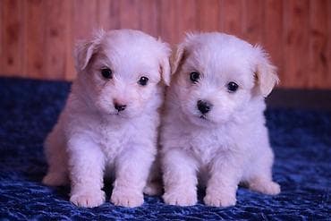 itler sekilleri: 2 ay, Peyvəndli — 2