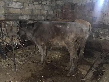 cins heyvanlar: Satılır: yerli cins danalar (3 baş) - Şəkillərdə görünən tövlədə — 2