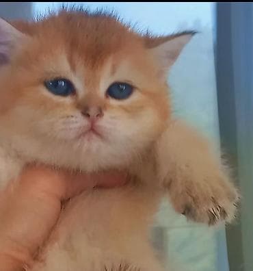 ev goyercinleri: Britan, Erkək, Dişi, Yaxşı əllərə, Ünvandan götürmə — 1