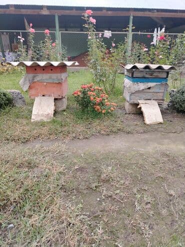 купить аквариум в баку: Arıçılıq üçün iki ədəd taxta pətək - Material: taxta gövdə, üst — 2