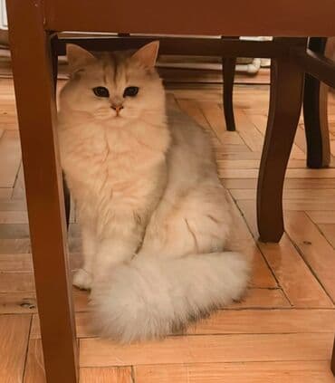 Britan, Dişi lalafo.az -da Britan, Dişi