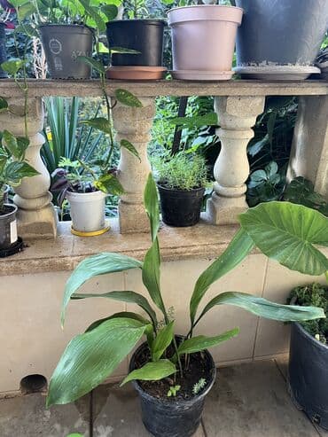 yumru xalça: Xalça — 20