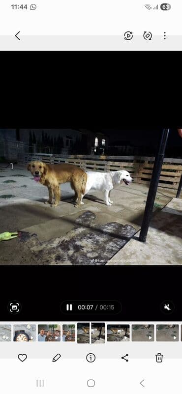 ingilis setteri it cinsinin adi: Retriever, 2 ay, Erkek — 4