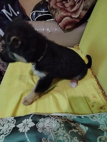 azərbaycan it adları: 2 ay, Erkek, Sənədli — 2