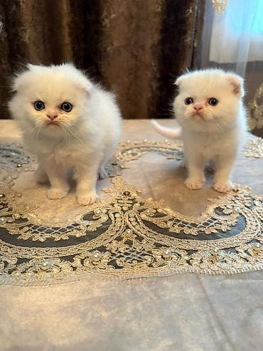 lalafo pişiklər: Ekzot, Erkək, Cütləşmə üçün — 7