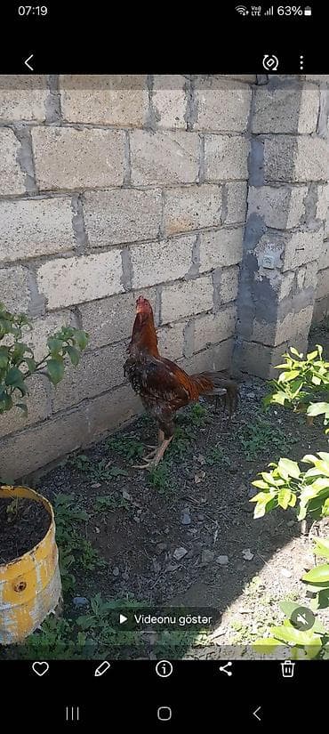 ordek balasi nece gune cixir: Xoruz, il: 2 — 6