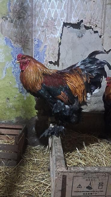 İtlər: Brahma cinsindən nəhəng xoruz - Cins: Brahma (tükcüklü ayaqlar — 1