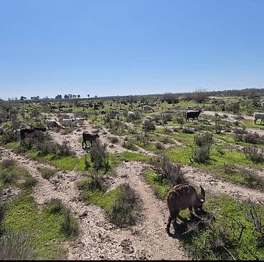 jersey inək satılır: Məhsul: cepis-keçi sürüsü (qarışıq cinslər) Təsvir: - Açıq otlaq — 2