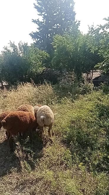 itlerin satisi bakida: 5 başdi 3 erkeydi 2si dişi 190 deylir riyal alcyla razlşacam ciddi — 6