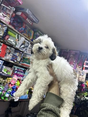 Pudel, 3 ay, Erkek, Peyvəndli, Pulsuz çatdırılma