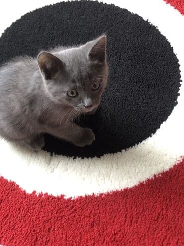 вислоухий кот цена: Şotland balaları satılır ikiside erkeydi 2aylıgdı qum terbiyeleri varr — 4