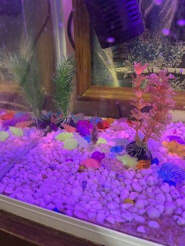 Грызуны: Akvaryum komplekti İçində 2 ədəd pilesos balıqla birlikdə satılır — 6