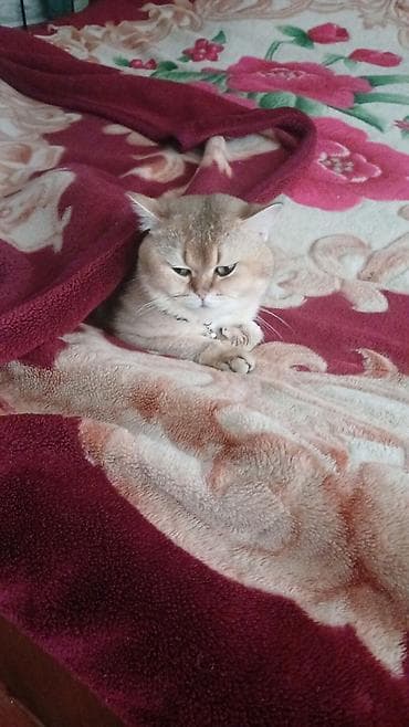 шотландская серебристая шиншилла купить: Британская — 9