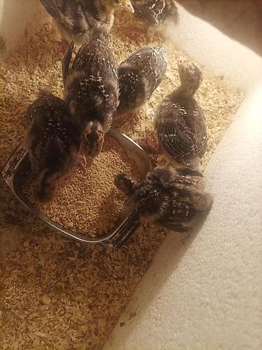 Hinduşka cücələri satılır. - Şəkillərdəki balalar ev şəraitində