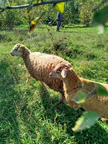 Dovşanlar: Məhsul: erkək quzular Təsvir: - Şəkillərdə kənd şəraitində — 3