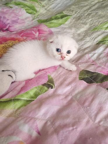 siam pişik: Yaxşı əllərə — 4
