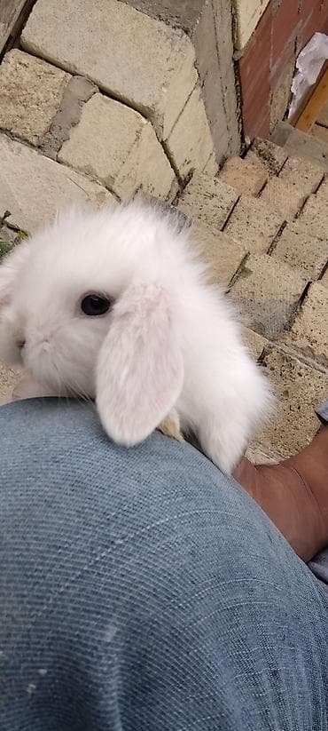 5 dənəsi bir yerdə 80 Azn. Tək tək 20 Azn. Ev dovşanları – dekorativ