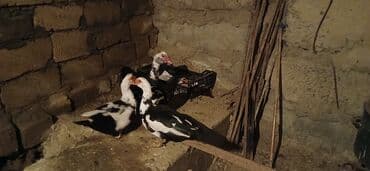 cins ineklerin qiymeti: 3 dene disdi 1 dene erkek disler 25 Manat erkek 35 Manat - Növ: musk — 3