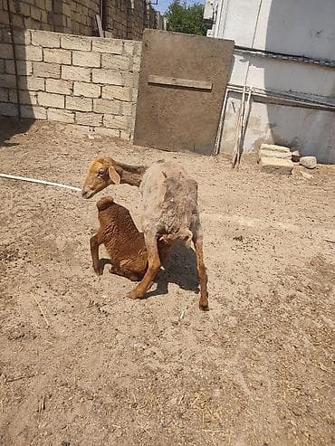 alabay bala: Anaba qoyun ballasi erkeydi cavan qoyundu anasi — 1