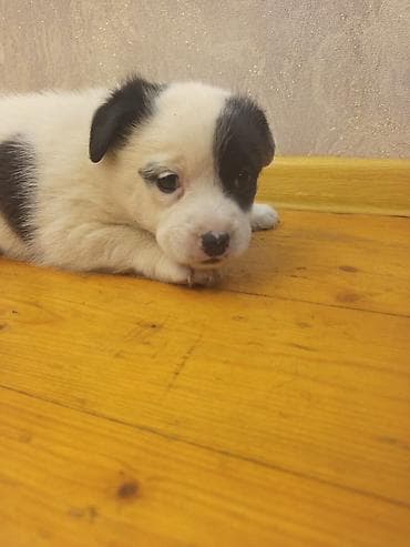 Heyvanlar üçün mallar: 2 ay, Dişi, Ünvandan götürmə — 4