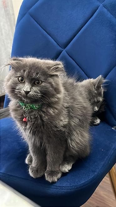 Gəmiricilər: Britan — 6