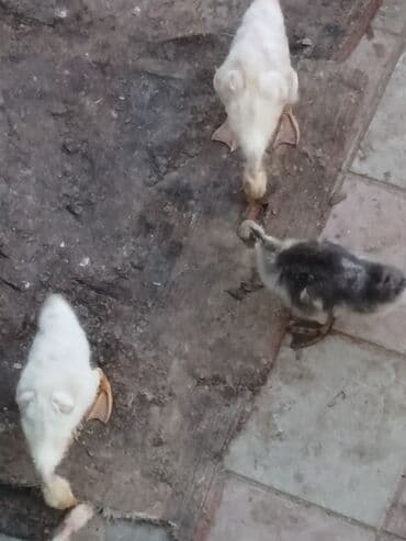 cuce dami: Qaz cücələri, Ətlik, Pulsuz çatdırılma, Ünvandan götürmə — 5