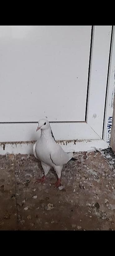 feniks quşu: Erkey — 5