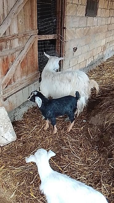 Salam ekiz balali keçi satılır sanny cinsi