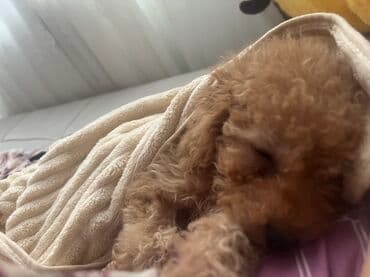 отдам в добрые руки шпица: Пудель, 2 месяца, Самец, С прививками, Самовывоз — 2